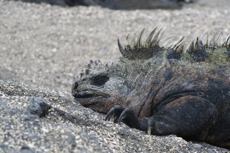Silver Galapagos review - Marine iguana on Fernandina