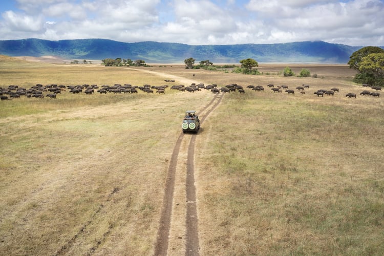 Exploring the Serengeti, part of Silversea's Couture Collection of luxury cruise and tour holidays