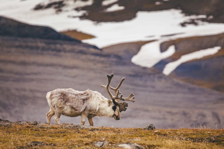 Reindeer spotted on a Quark Expeditions Arctic cruise itinerary