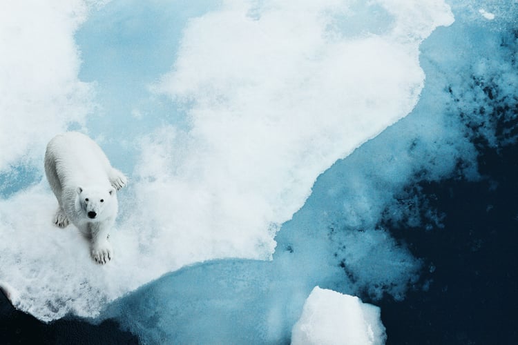 Polar bear in the Arctic with Lindblad Expeditions
