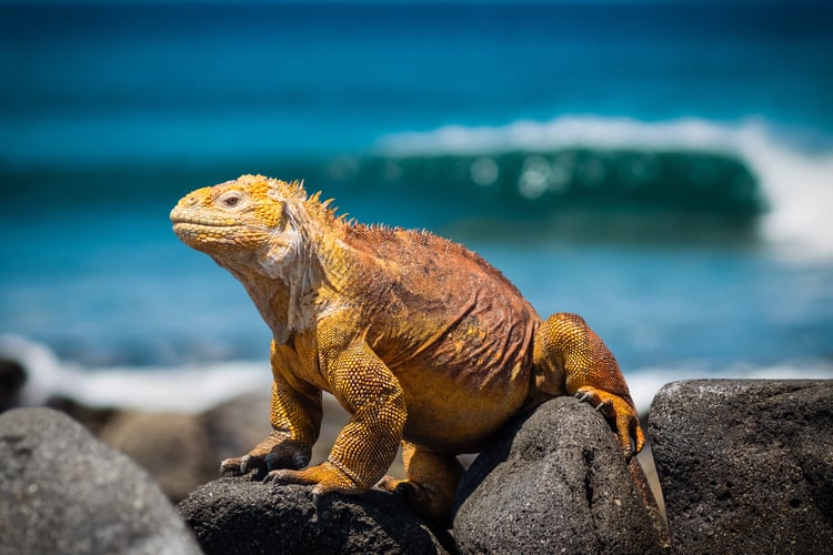 Yellow iguana, the Galapagos islands