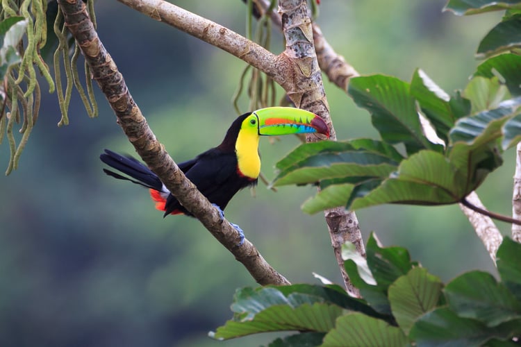 Rainbow toucan in Costa Rica