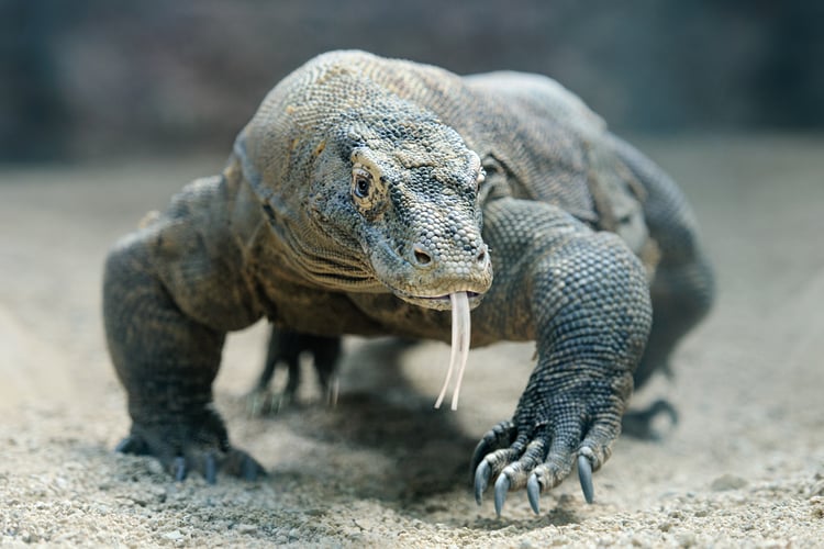 iconic wildlife species you can see on an expedition cruise