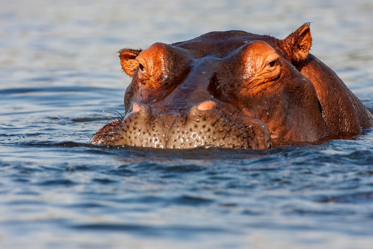 Africa river cruise guide - Hippo in the Chobe
