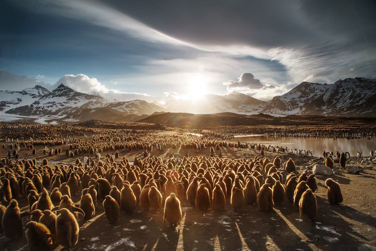 South Georgia, one of the highlights of an Antarctica cruise (photo by Ian Parker)