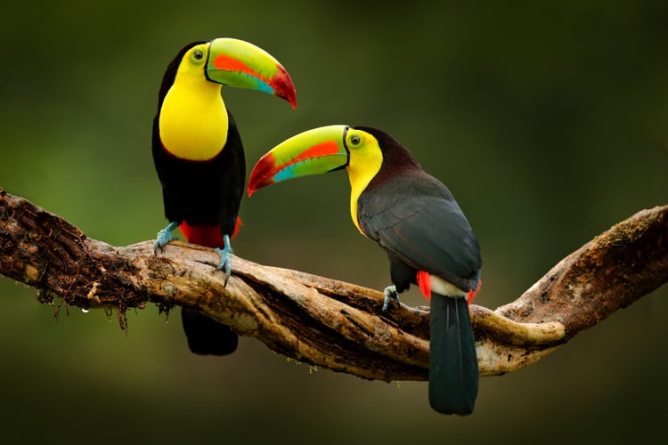 Windstar - Costa Rica & Panama Canal cruise - Read our review to find out more