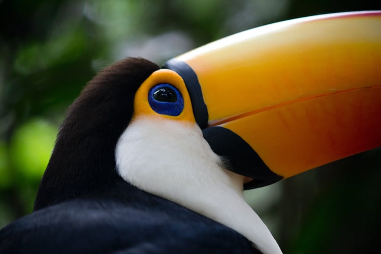 A toucan in Brazil - read our South America book, TV and film recommendations for travel inspiration