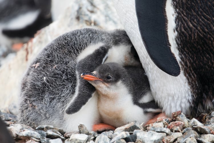 Penguin chicks in Antarctica - be inspired with our selection of books, films and TV shows