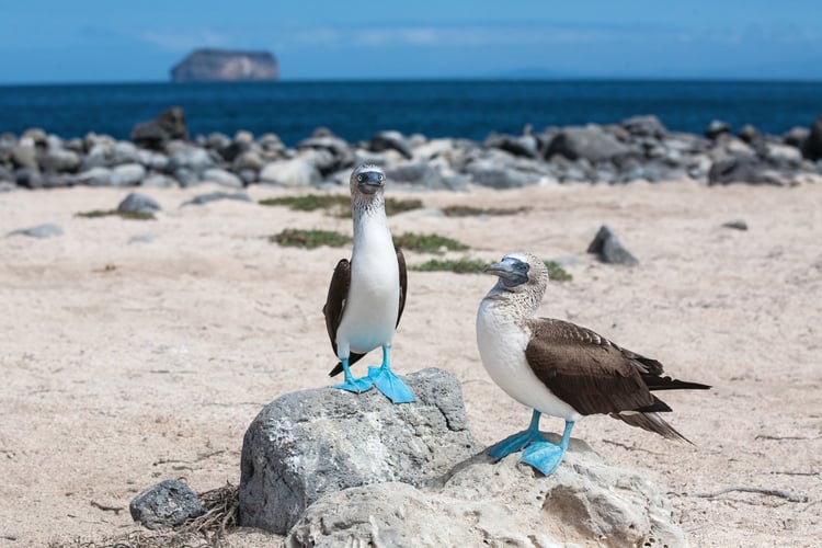 Blue-footed boobies on the beach - book a Galapagos cruise for amazing wildlife experiences