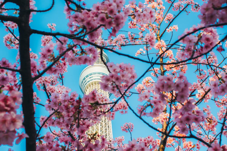 Cherry blossom in Tokyo, one of the highlights of a Japan cruise
