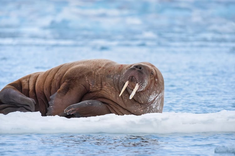 Walrus in Svalbard, one of the stars of Blue Planet II you can see on an expedition cruise