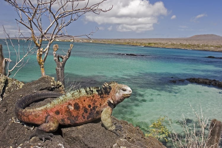 Silversea family Galapagos cruise - read our review to find out more