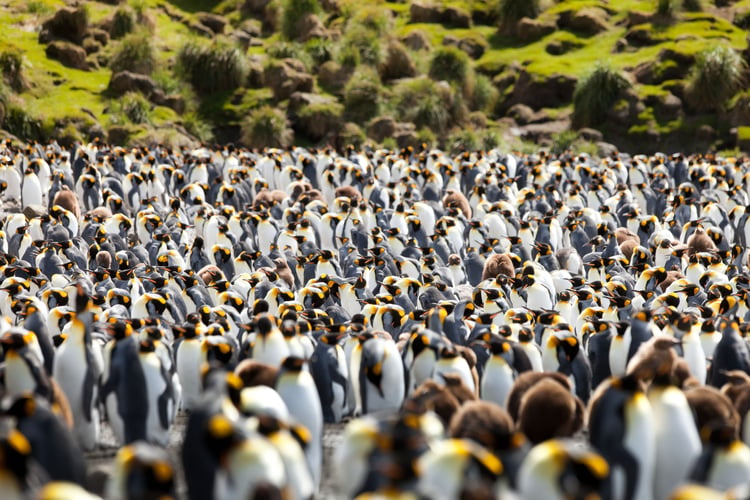 antarctica-cruise-from-australia