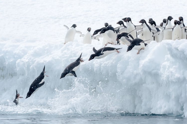 Adelie penguins, Antarctica