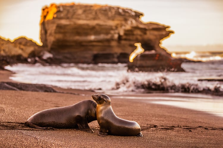 Galapagos_Sea_Lions_Santiago_island_Galapagos_Island