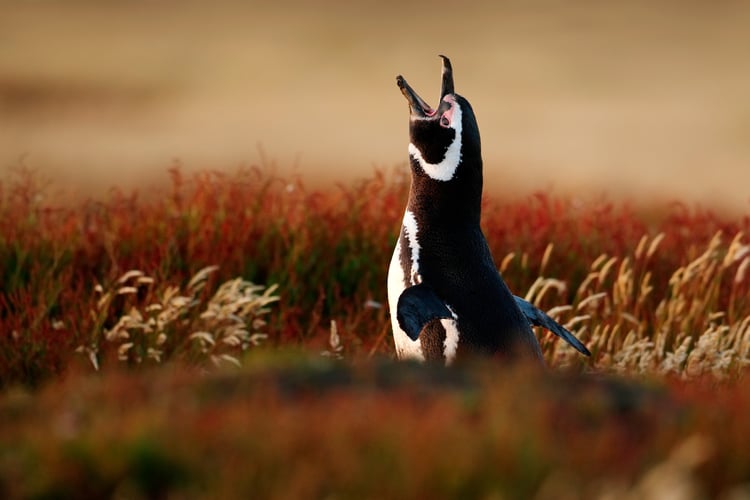 magellanic_penguin_falkland_islands