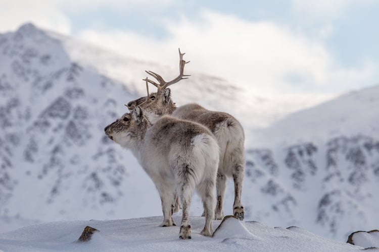 reindeer in svalbard a popular stop on arctic expedition cruises