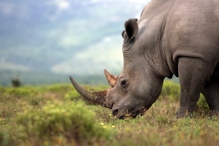 see a white rhino on a south africa cruise