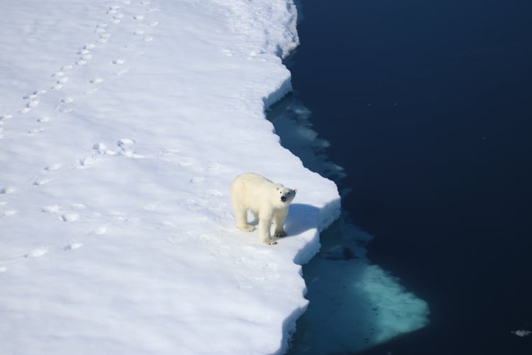 Polar bear on the blosseville coast, Greenland with Ponant's Le Commandant Charcot