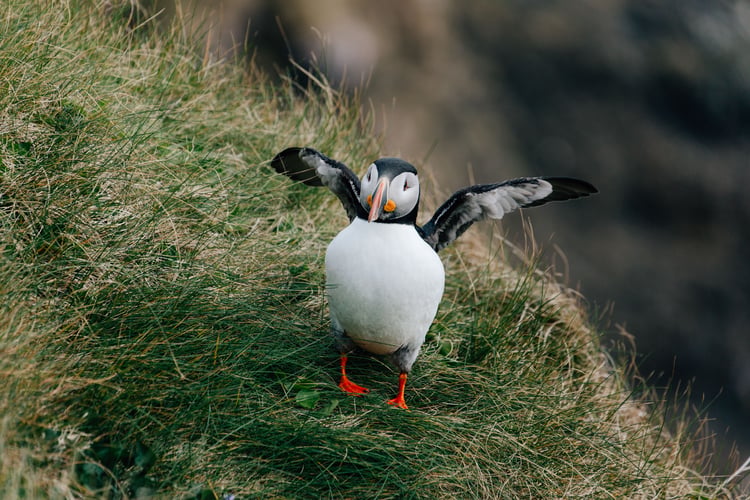 Puffin on Staffa Island in Scotland, a popular stop on a small ship British Isles cruise