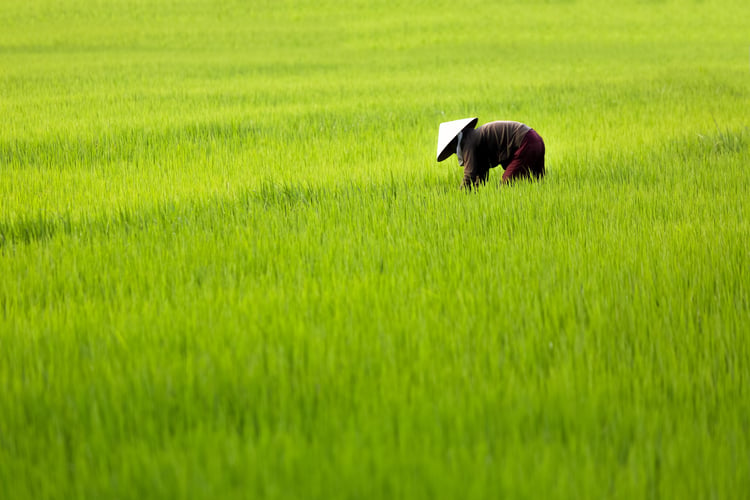 Rice paddy on the Mekong River