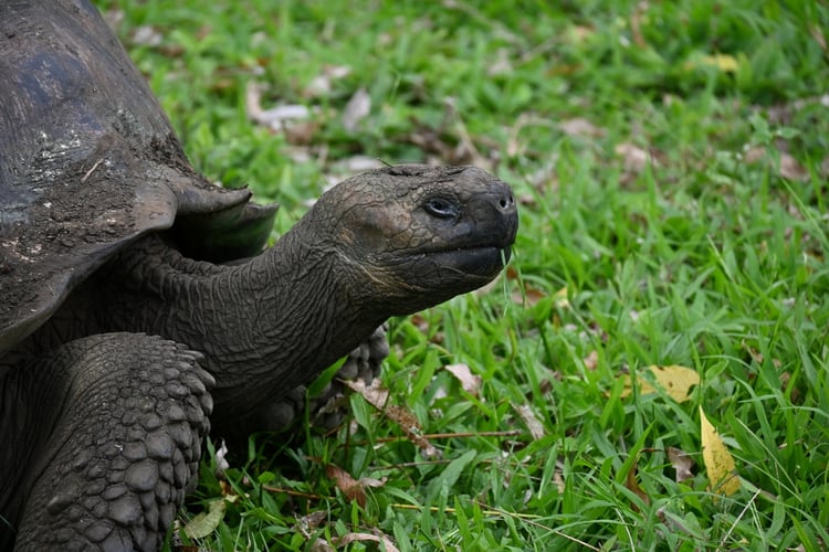 Giant tortoise in the Galapagos Islands