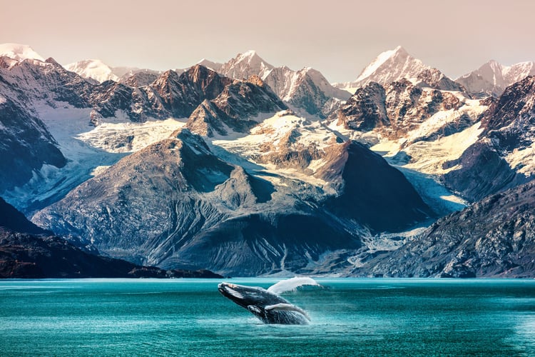Whale watching in the Alaska Inside Passage