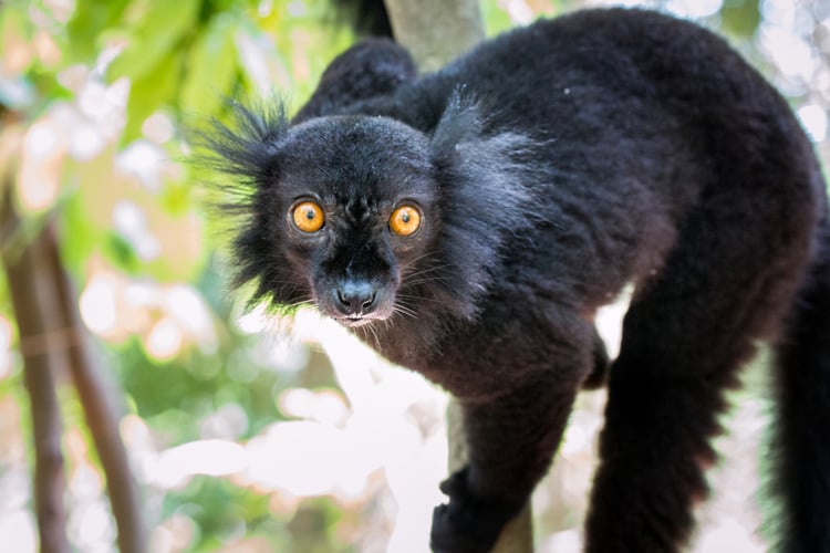 Black Lemur in Nosy Komba, Madagascar