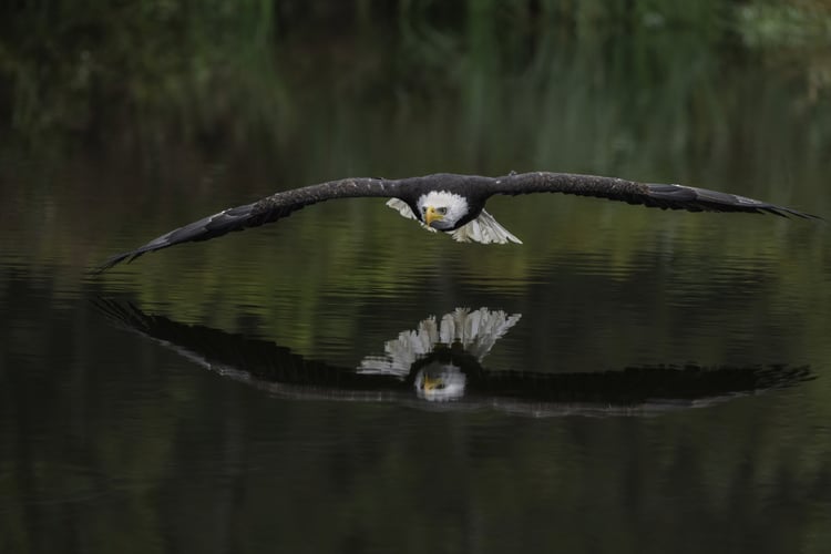 Bald eagle in Alaska