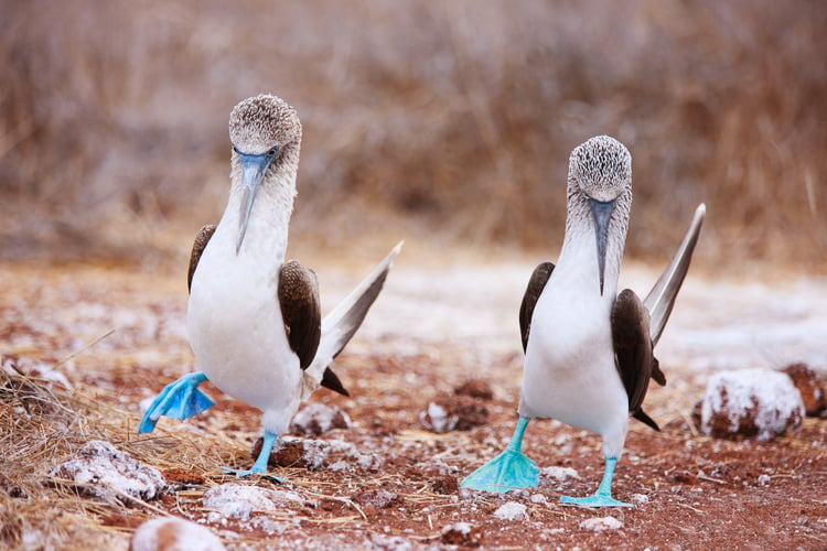 Blue-footed boobies in the Galapagos