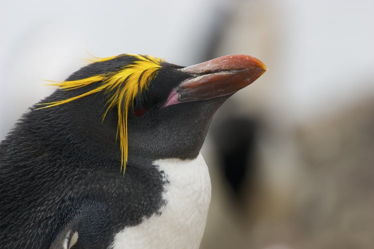 Macaroni ponguin in Antarctica, one of the world's most adventurous cruise destinations