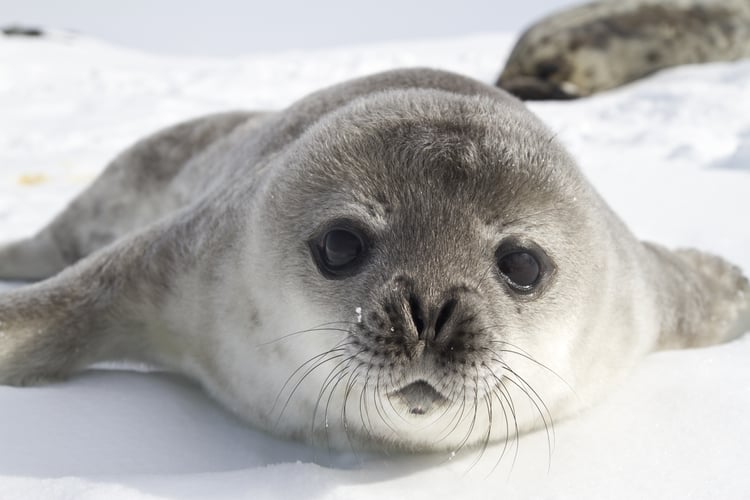 Alternative honeymoon destinations - Antarctica