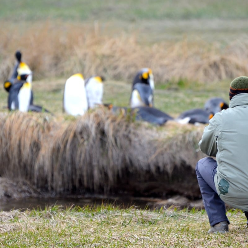 King penguin colony, Tierra del Fuego