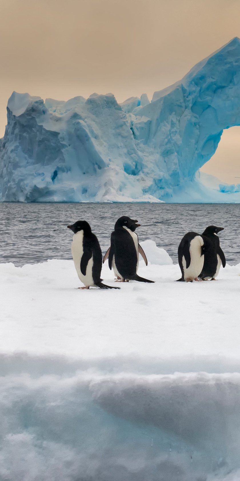 see adelie penguins on a polar cruise in Antarctica