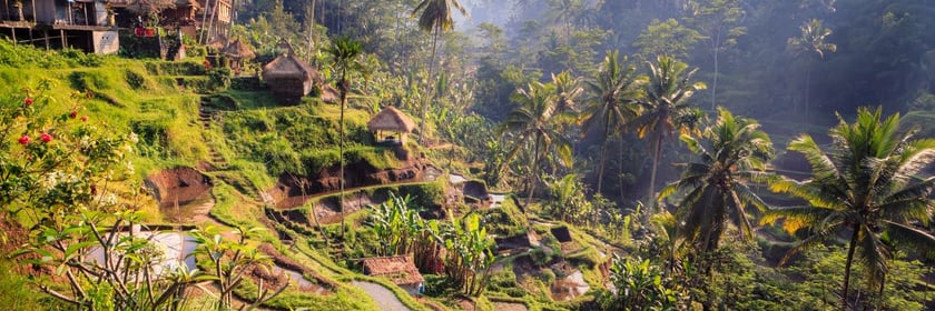 jungle_near_ubud_bali_