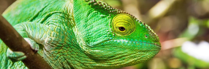Chameleon in Madagascar
