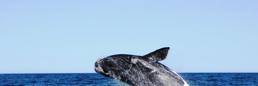 Whale off the coast of Puerto Madryn, Argentina