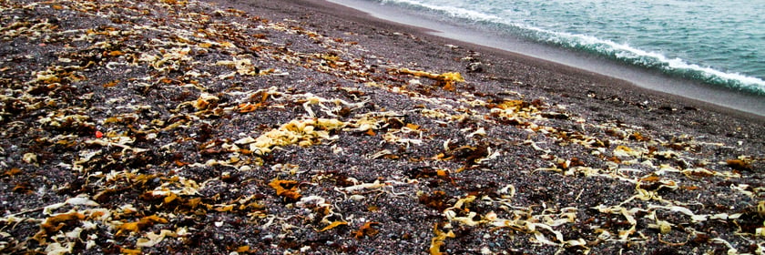 Stone beach, Saint Pierre & Miquelon