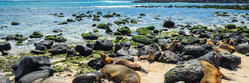 Fur seals on Punta Carola beach, San Cristobal, Galapagos
