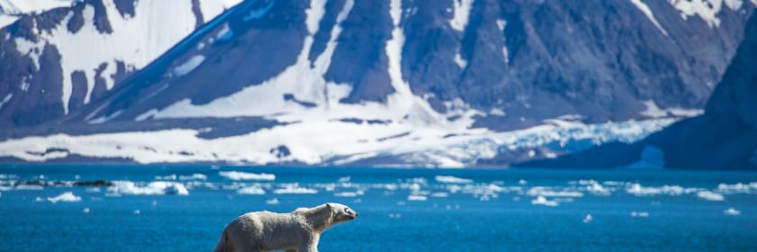Polar bear in Svalbard
