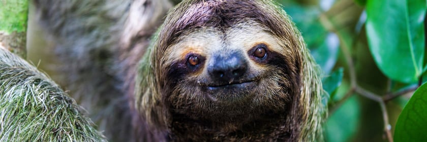 Sloth in Manuel Antonio National Park, Costa Rica