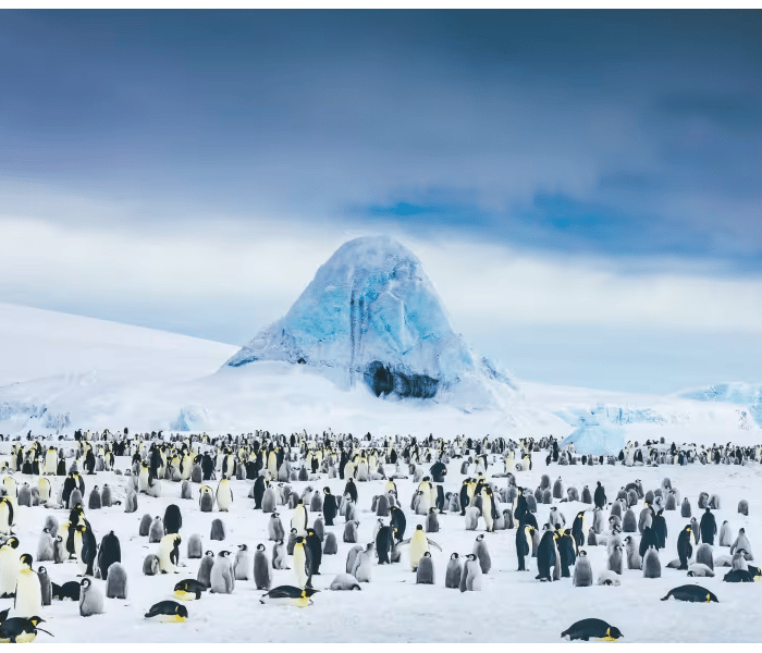 Emperor Penguins on Snow Hill Island Antarctica with Quark Expeditions