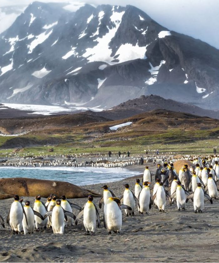 Penguins in South Georgia, a popular addition to your Antarctica expedition cruise