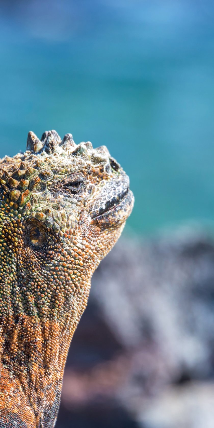 Marine Iguana on Fernandina Island, Galapagos